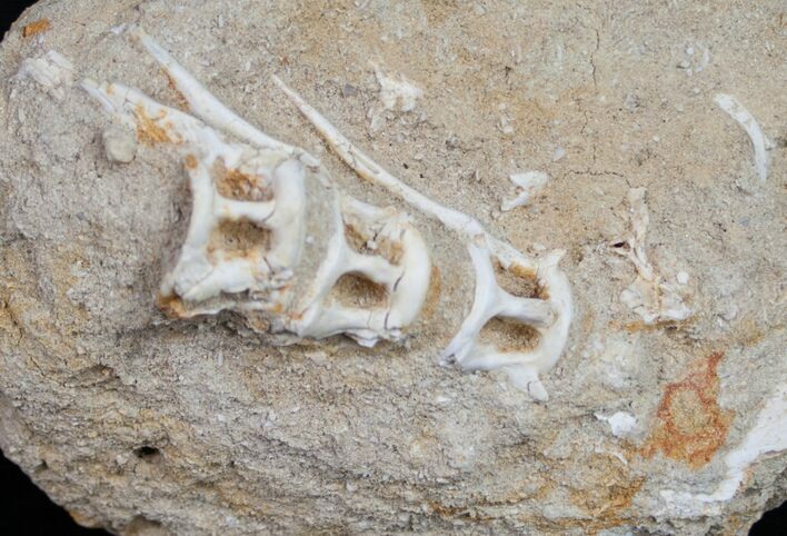 Associated Fish Vertebrae From Morocco - Cretaceous #10022